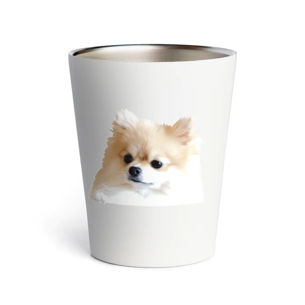 ポメラニアン グッズ unimofu pomeranianのポメラニアン ひょっこりunimofu hyokkori Thermo Tumbler