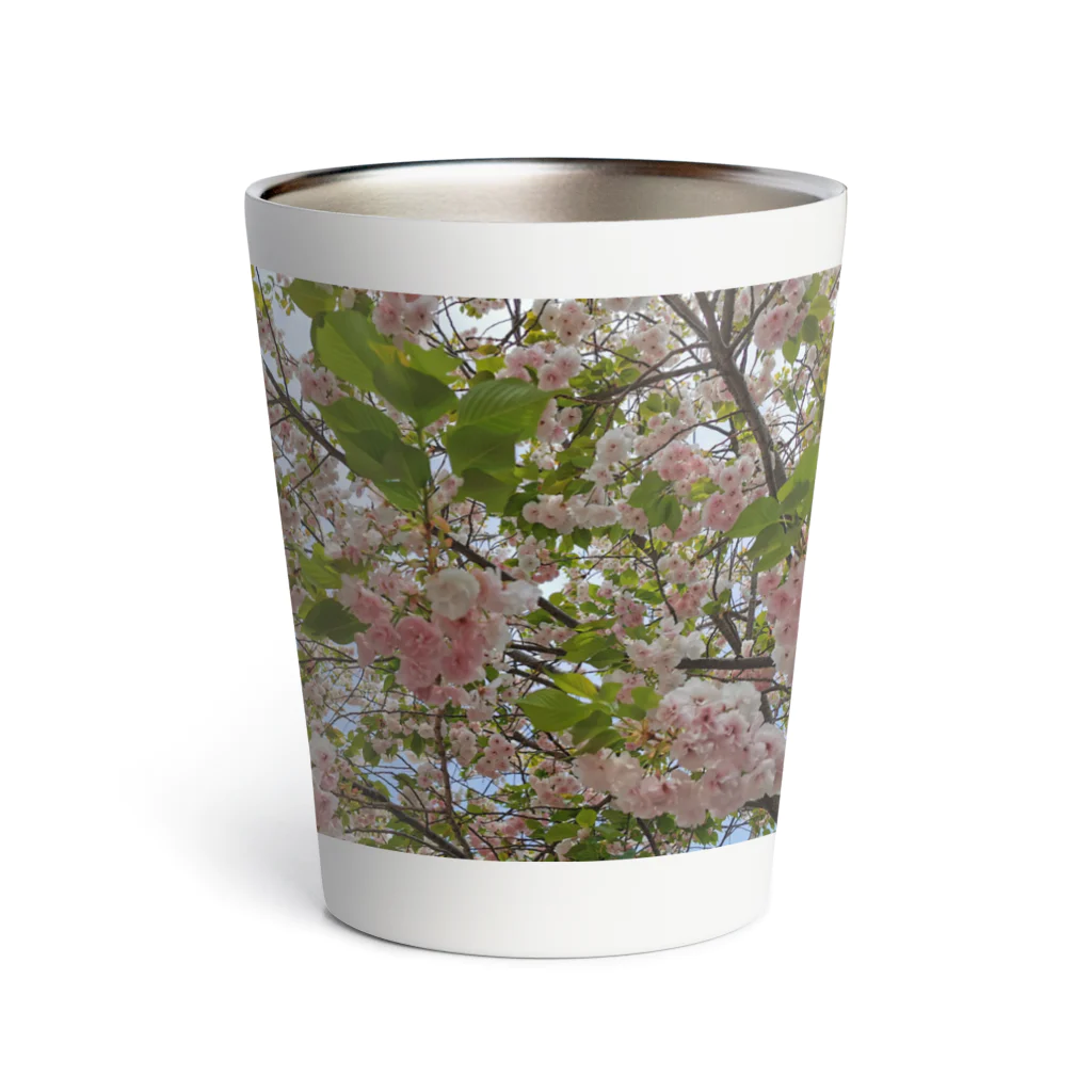 ハチドリ販売所の日本の春 桜A Thermo Tumbler