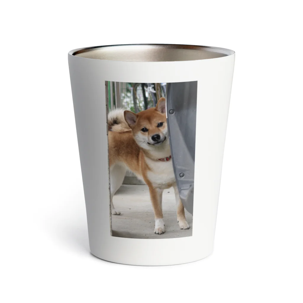 柴犬のまいちゃんSHOPのひょっこりまいちゃん Thermo Tumbler