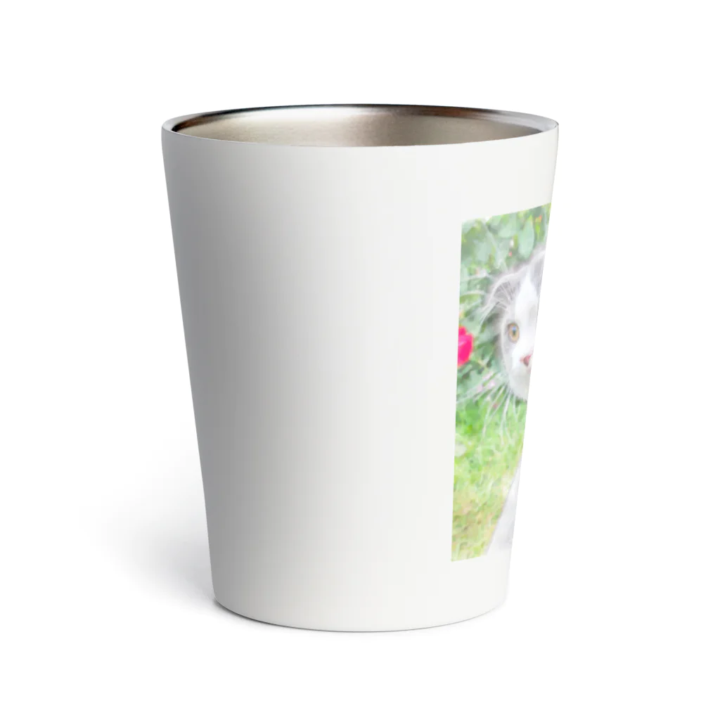 クリアスペットのscottishfold_tororo Thermo Tumbler