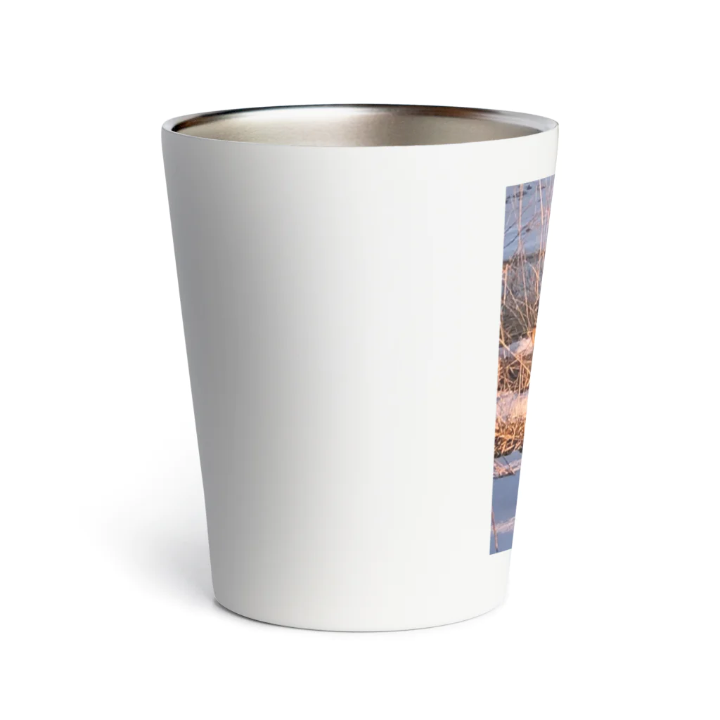 空屋　sorayakusakaの202201010715000　朝日の中のキタキツネ Thermo Tumbler