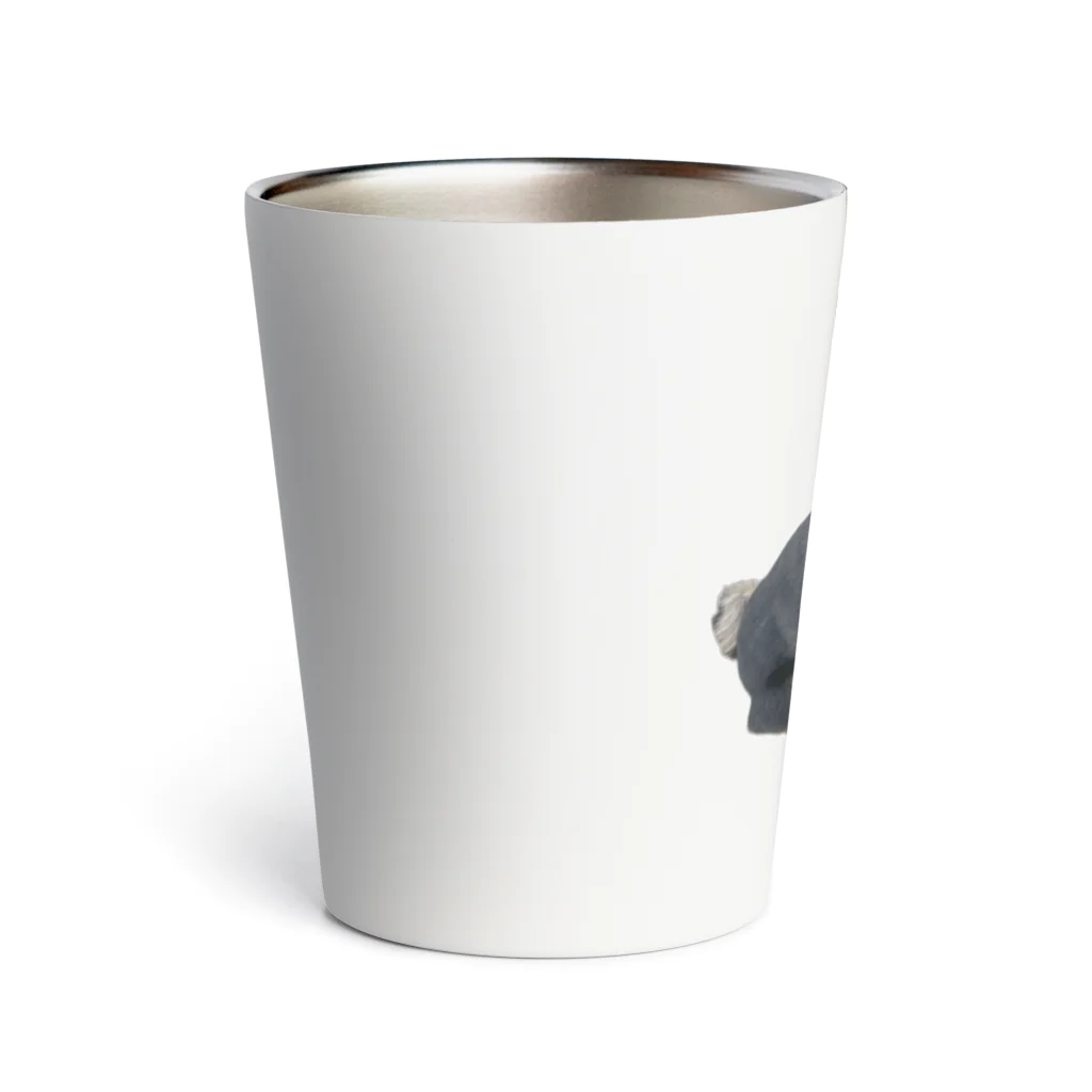 うたた寝の🐾豆柴BOY🐾 世界中で愛される柴犬　1歳 Thermo Tumbler