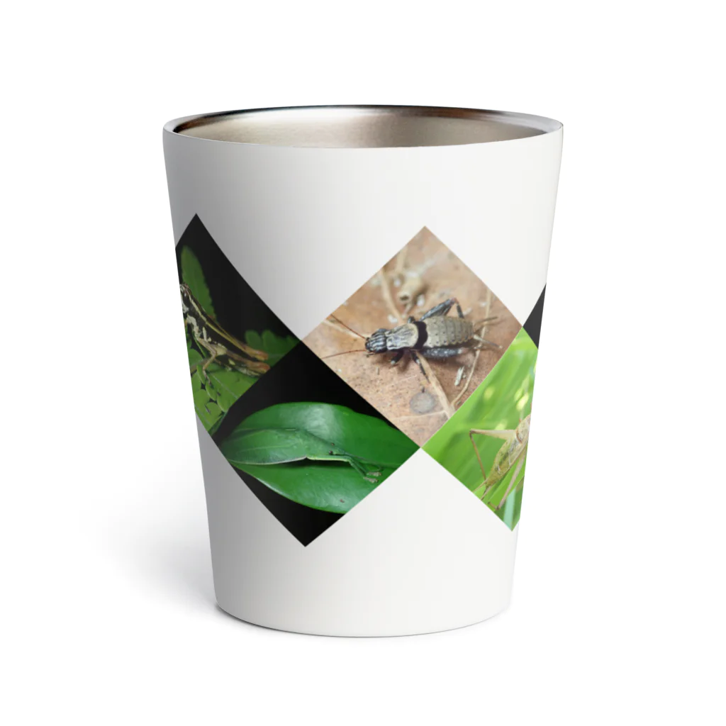 直翅類.jpのORTHOPTERA Thermo Tumbler