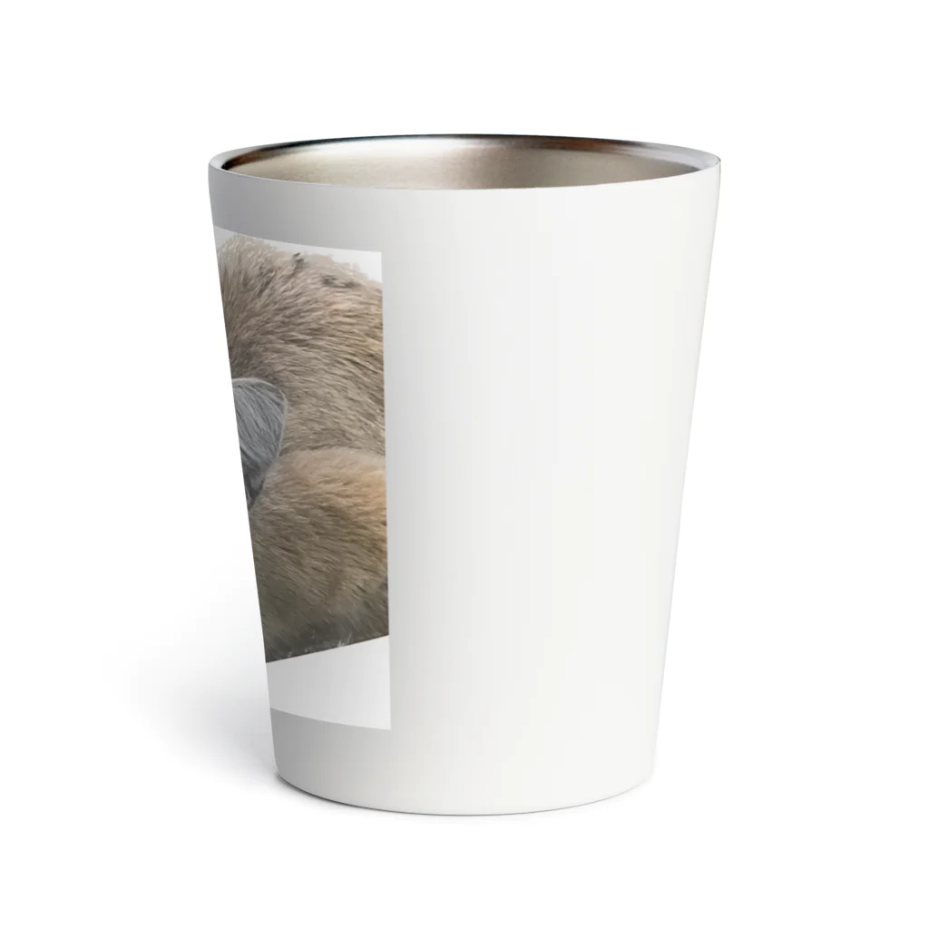 panchanphotoanimalsのスナネコアミーラタンブラー Thermo Tumbler