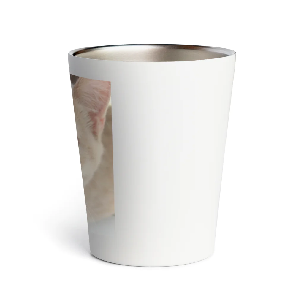 mochiazunyaanの若い頃のマンチカンのおもち君。 Thermo Tumbler