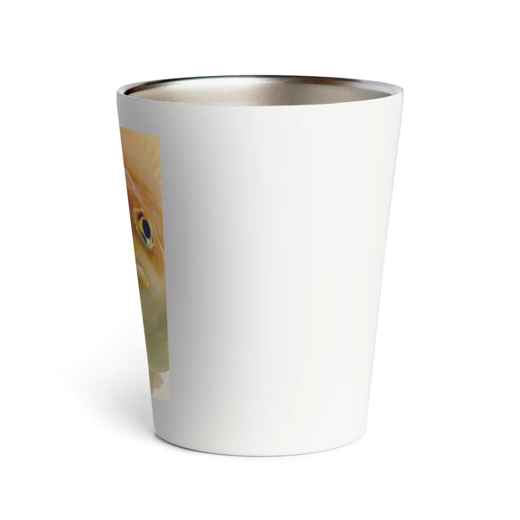 アヒル屋のちょいオコ金魚くん Thermo Tumbler