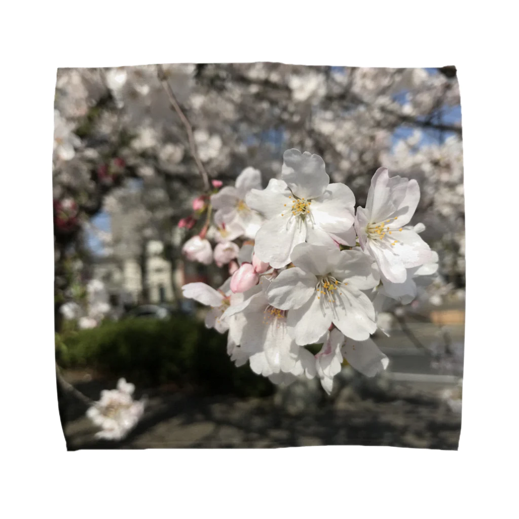 かんぶりやのみんな大好き桜のグッズ。 Towel Handkerchief