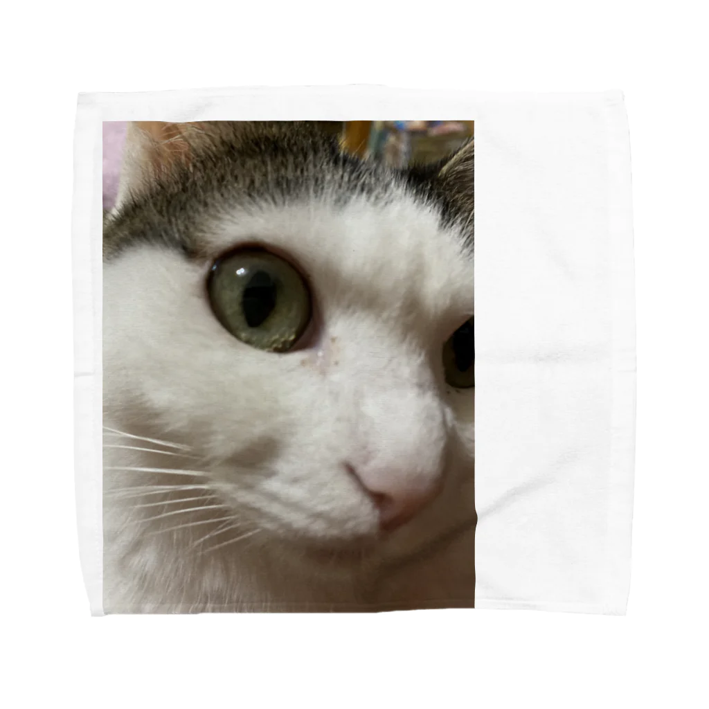 わが家の猫山さん。の猫山さん。はるがきた。 Towel Handkerchief