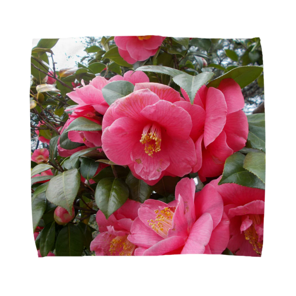 fun timeのPink camelia blooming カメリア Towel Handkerchief