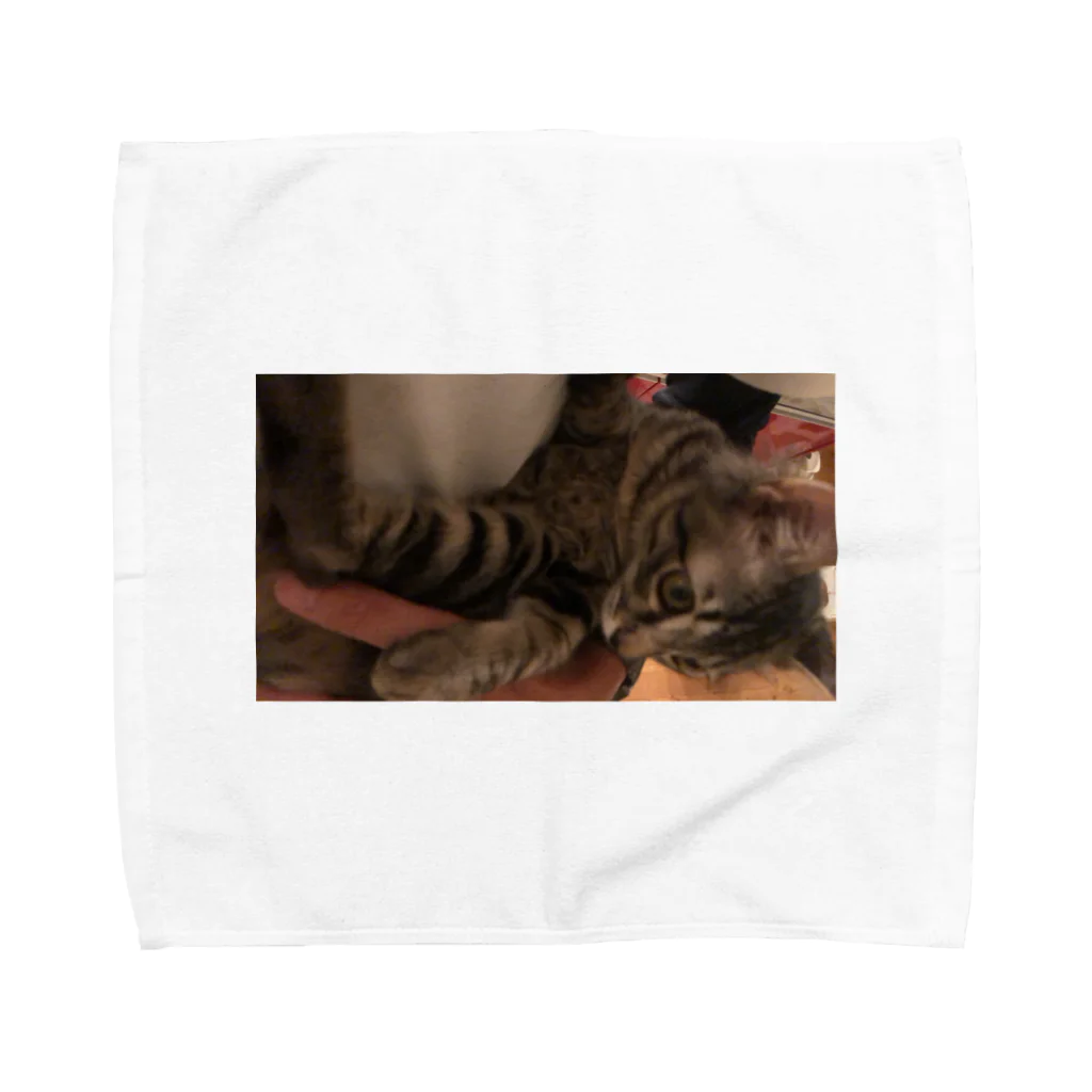 ひ-50の猫 Towel Handkerchief