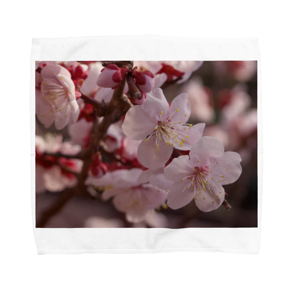 hiroki-naraの梅　ウメ　Japanese　apricot DATA_P_155　春　spring Towel Handkerchief