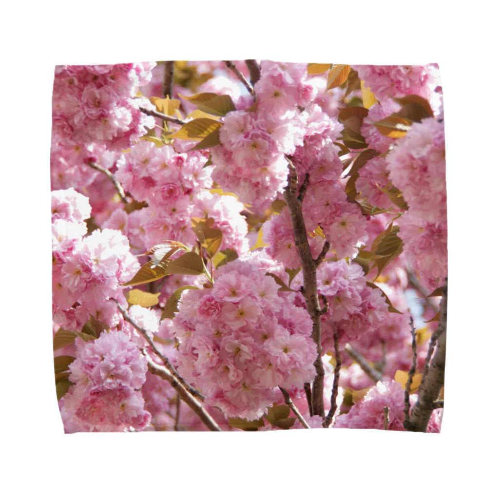 Jodlerin Sakura Kitagawa und die Edelweißmusikantenの八重さくら　１ Towel Handkerchief