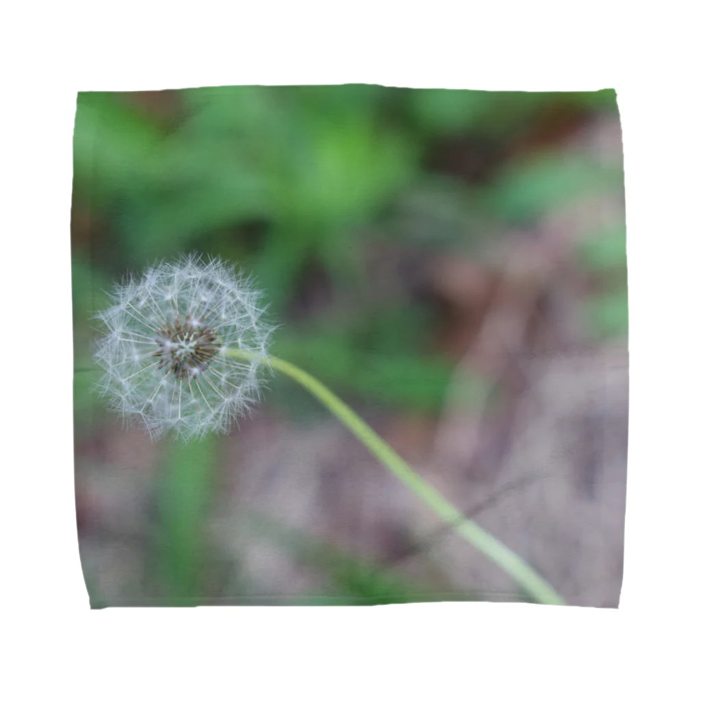 グラミーの綿毛の写真 タオルハンカチ