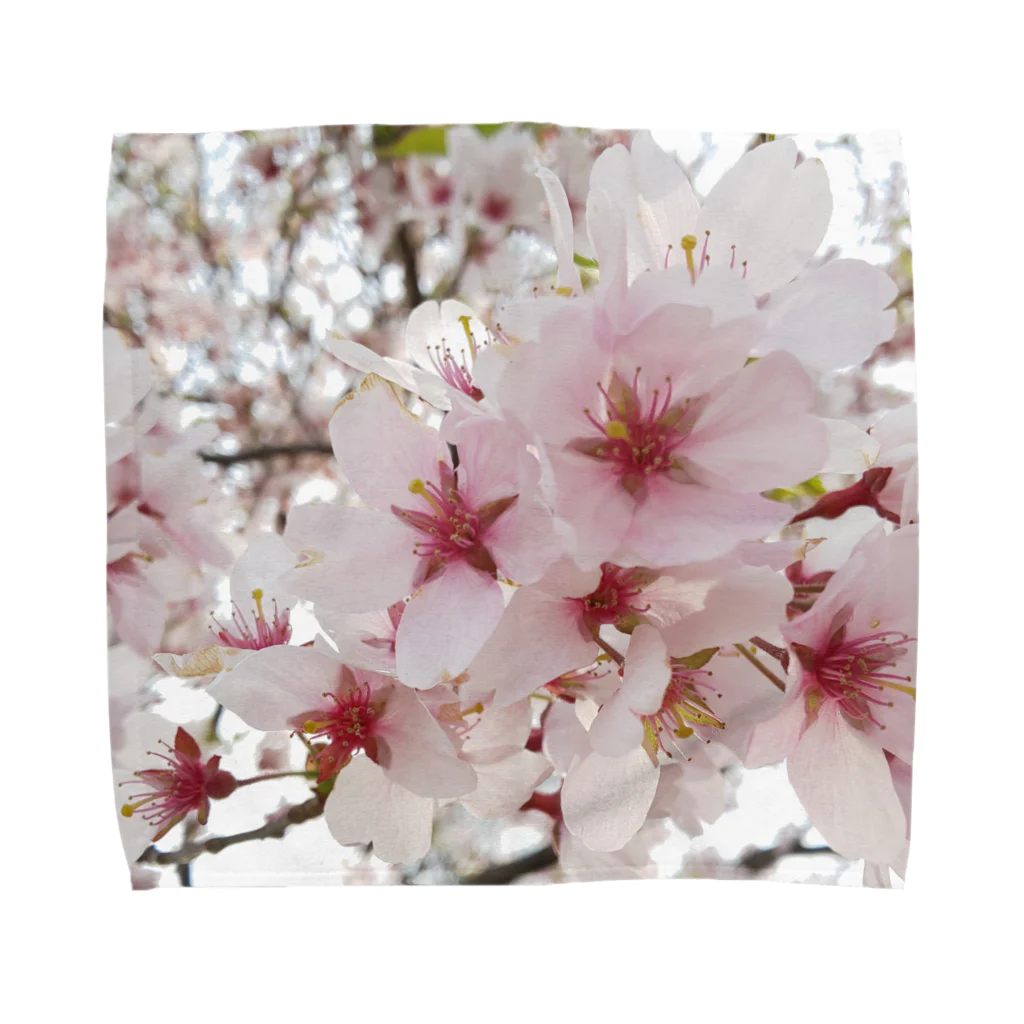 Chicoordのあの日の桜 タオルハンカチ