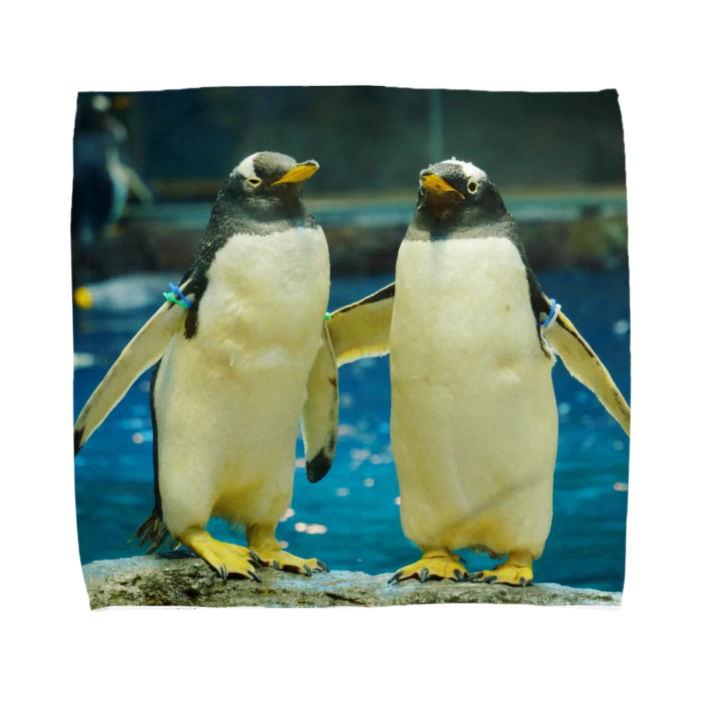 ペンギンの写真のジェンツーペンギン　写真　リアル　仲良し Towel Handkerchief