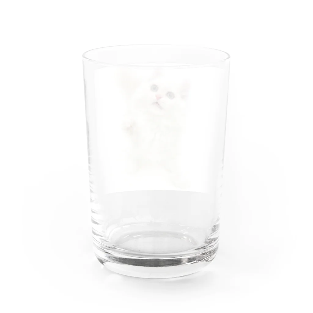 Milkoftheguineapigの白猫 Water Glass :back