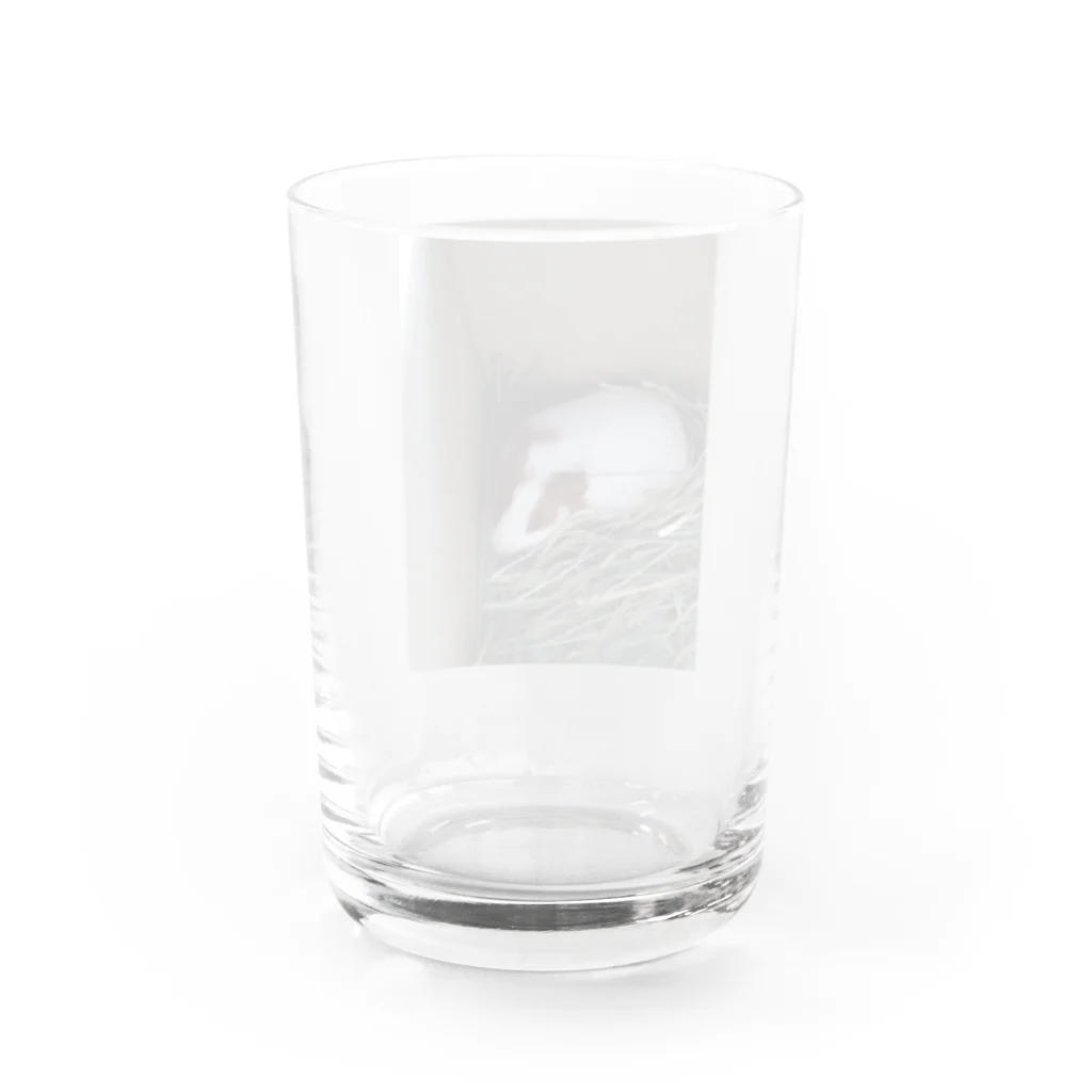 Milkoftheguineapigのモルモットのイヴさん Water Glass :back