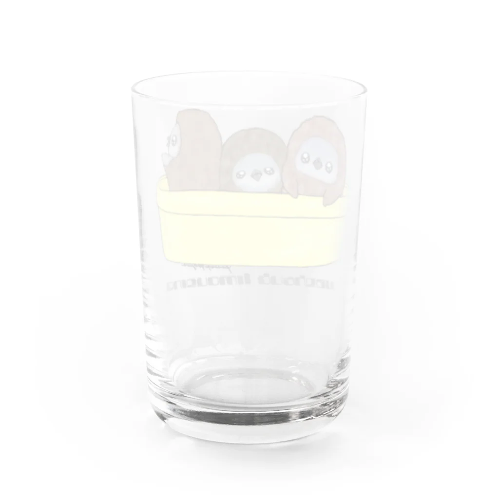 ヤママユ(ヤママユ・ペンギイナ)のタライリムジン(ケープ、マゼラン、フンボルト) Water Glass :back