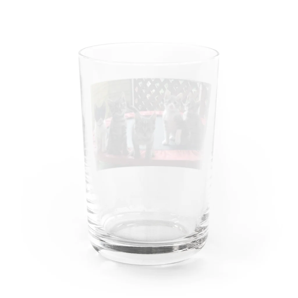 Linlin Houseの子猫 コキジちゃんfive Water Glass :back