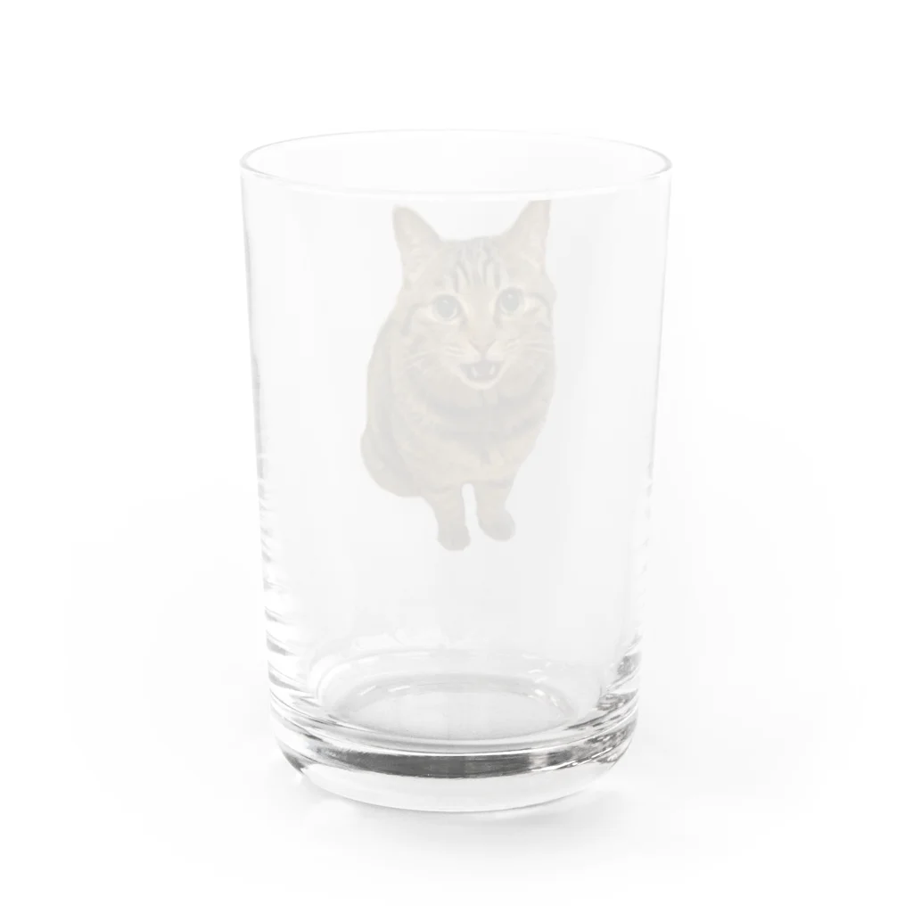 appetoppeの史上最強に可愛いキジトラのソラがおやつのおかわりをねだる！ Water Glass :back