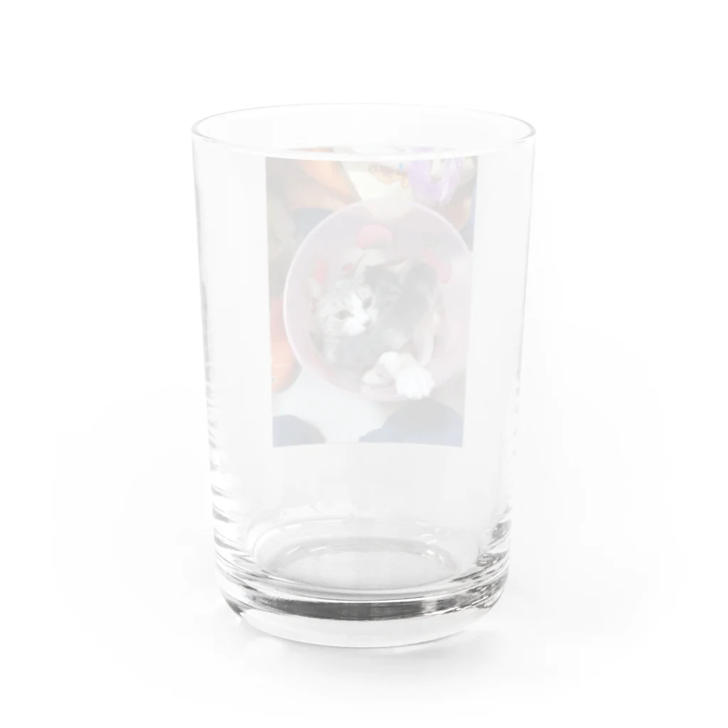 chiesizukuのスコティッシュフォールド Water Glass :back