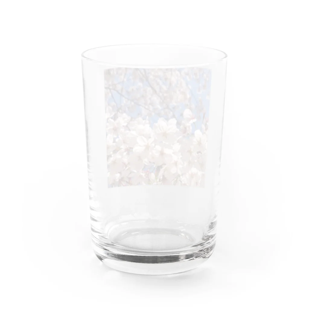 DayaKayaのいつでもどこでも桜爛漫 Water Glass :back