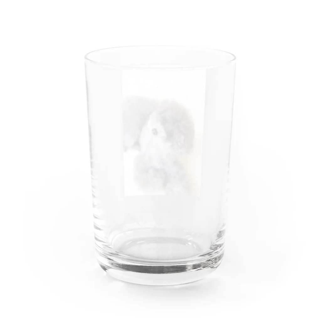 lino-himeのトイプードル Water Glass :back