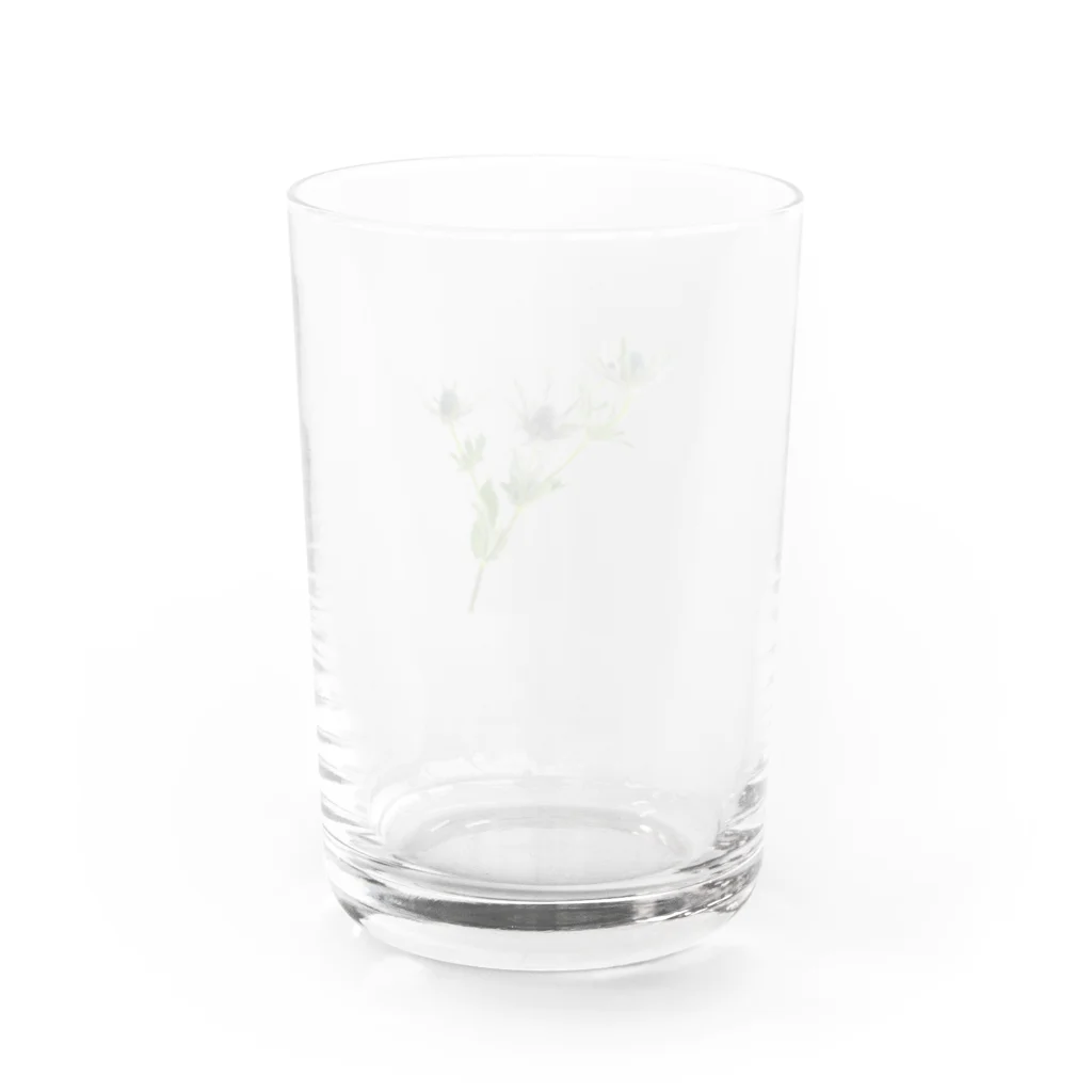 Ficusのエリンジューム Water Glass :back