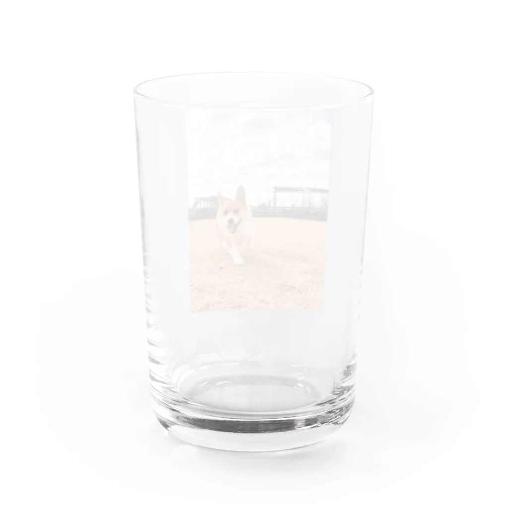 脚長コーギーの脚長コーギーむぎくん Water Glass :back