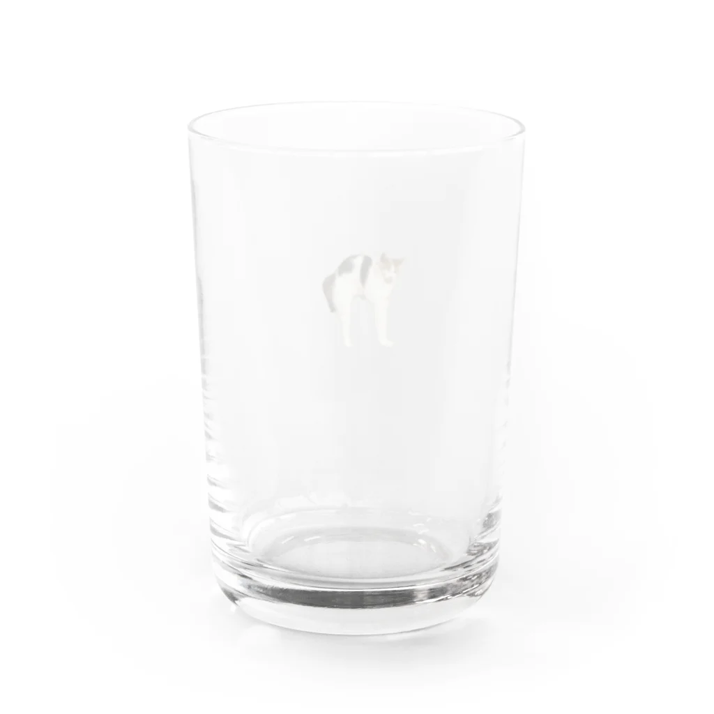 ねこっぷのねこっぷ Water Glass :back