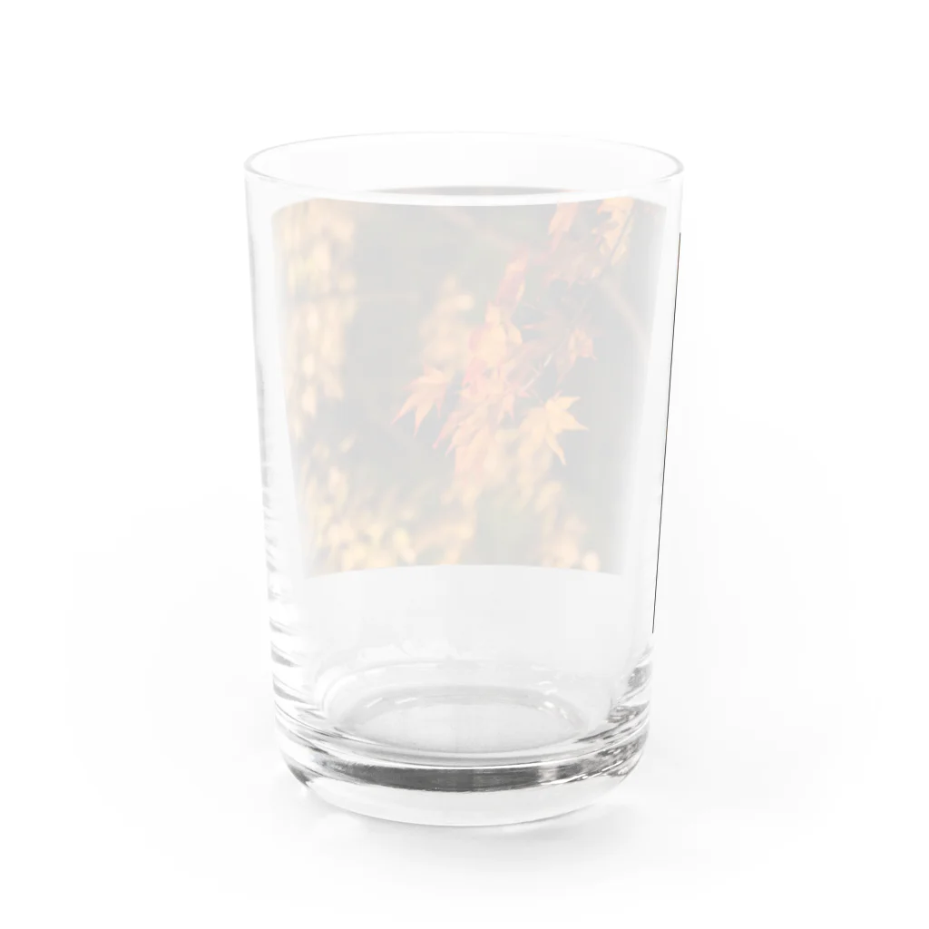 nokkccaのライトアップ紅葉 - Japanese maple(night shot) - Water Glass :back