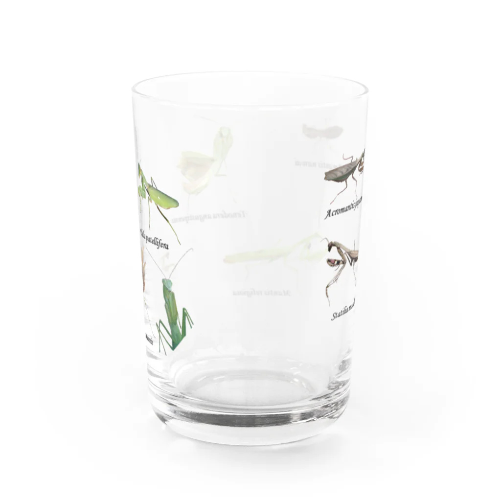 L_arctoaの関東のカマキリ（全面ver） Water Glass :back