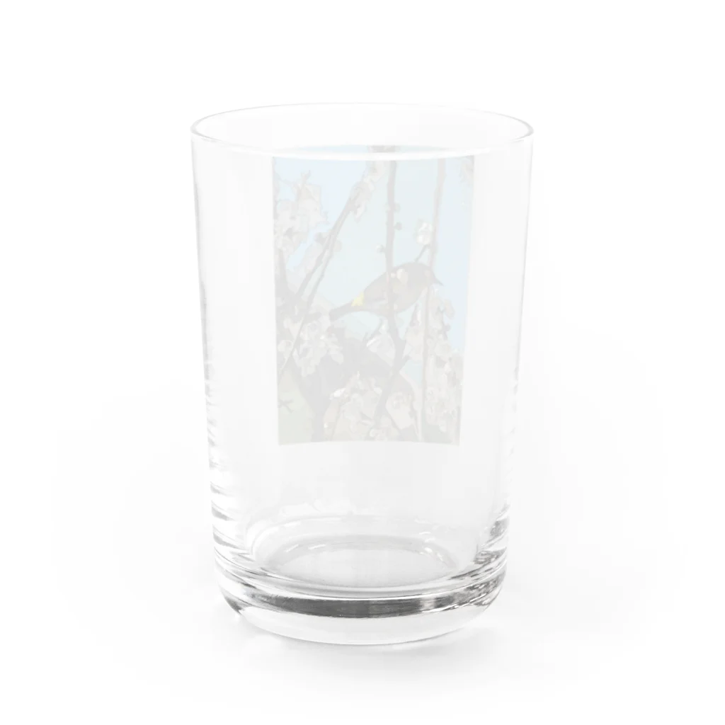 SF210の梅に目白２ Water Glass :back