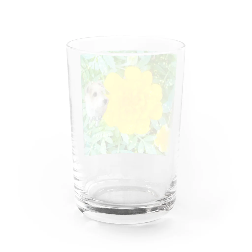 虹色PLUSのマリーゴールドとジャックラッセルテリア犬 Water Glass :back