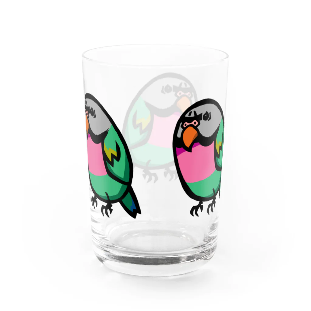 カゲトラのダルマインコのカゲトラさん（ギョリギョリ・トリオ） Water Glass :back