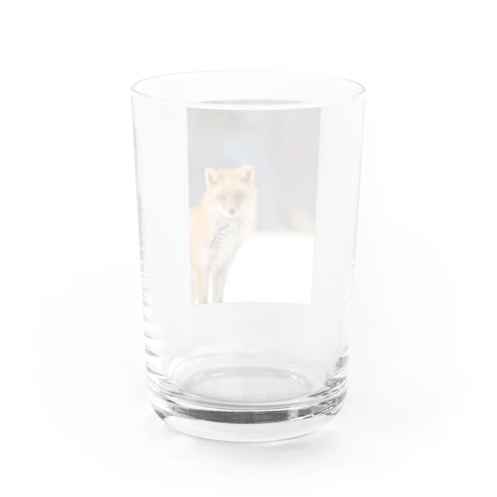 cow_cherry blossomsのNature of Hokkaido(Fox) Water Glass :back