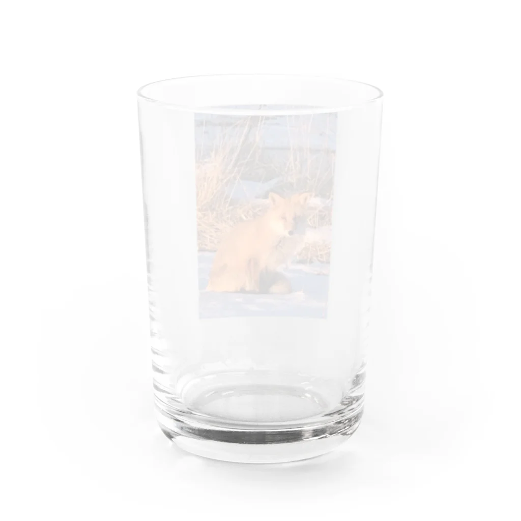 空屋　sorayakusakaの202201010715000　朝日の中のキタキツネ Water Glass :back