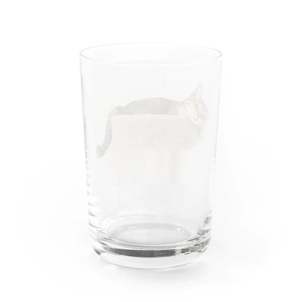 gaga_the_catのねむいガガ Water Glass :back