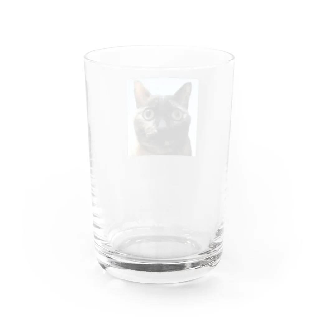 osuimono(ふーふのふ～)の証明写真のような猫 Water Glass :back