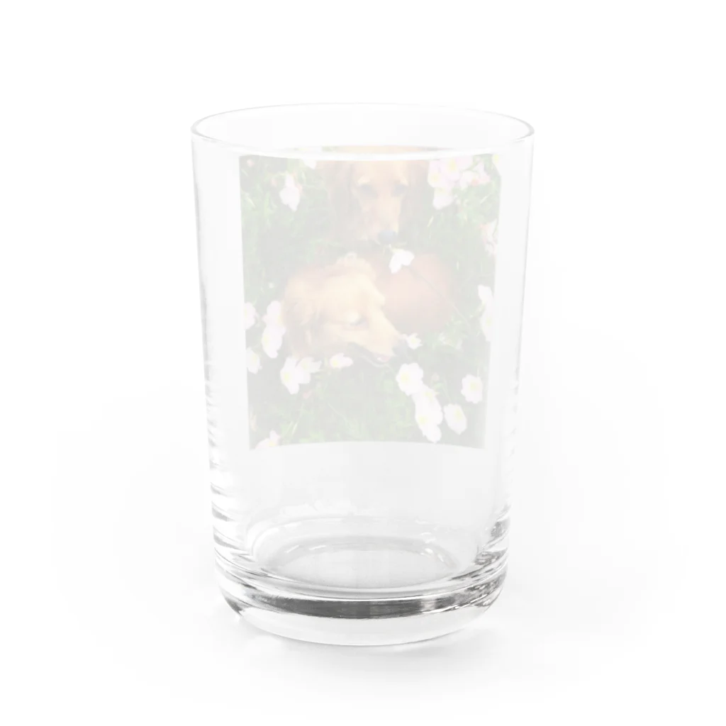 あとりえkittenのダックスのマロンとカプチーノと花畑 Water Glass :back