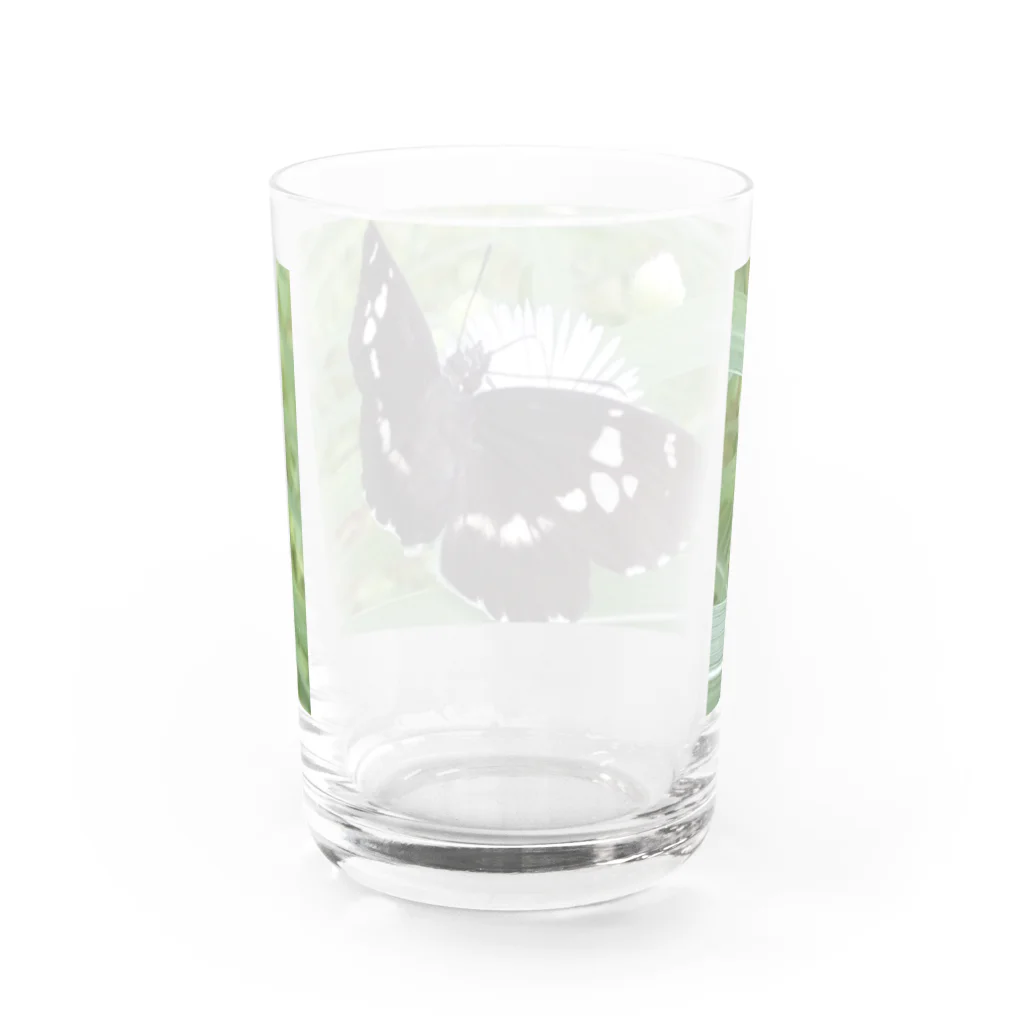 月澄狸のダイミョウセセリ関西型 Water Glass :back