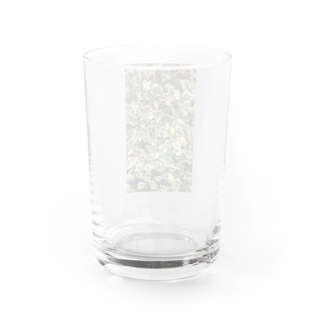 月澄狸の開花中のゴシキドクダミ Water Glass :back