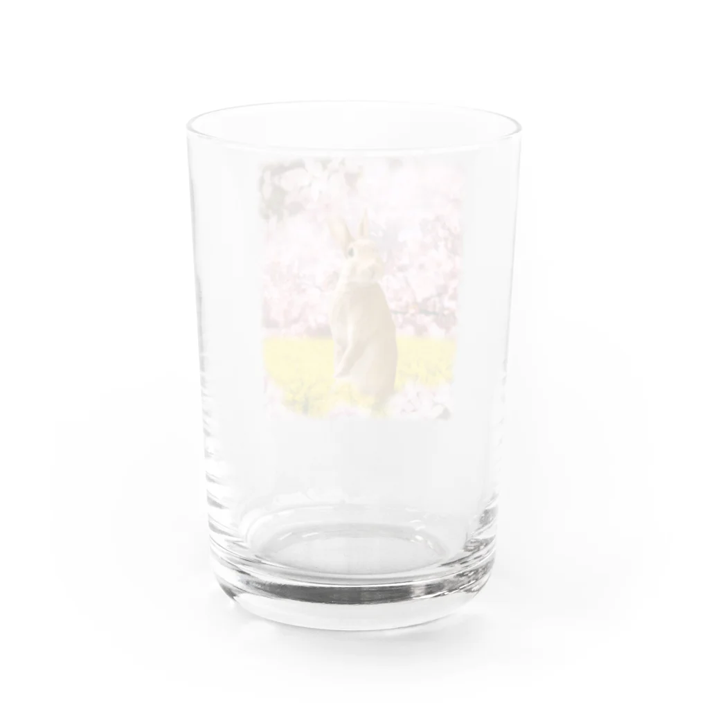 うさぎのうみちゃんねるショップのお花見うさぎ-うさぎのうみ Water Glass :back