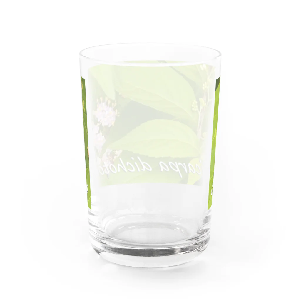  #satisfyingのコムラサキ　Callicarpa dichotoma Water Glass :back
