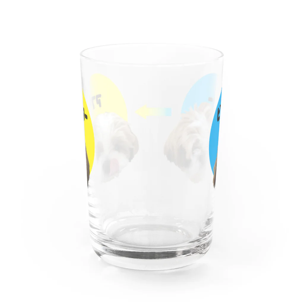 シーズー愛のアンバー太郎のトリミング Water Glass :back