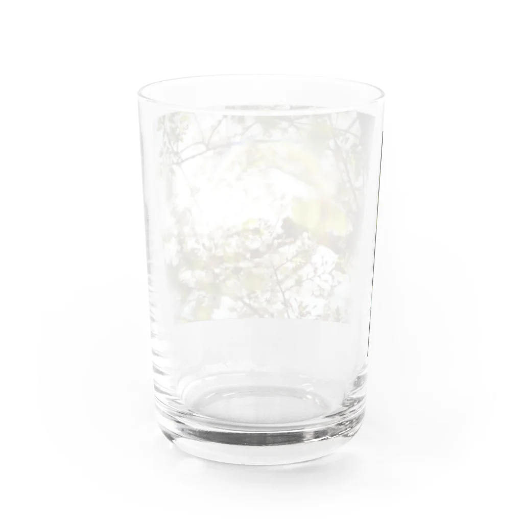 いぐのしんの桜と光 Water Glass :back