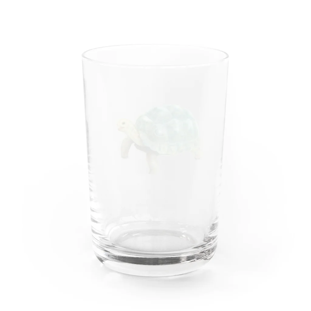 めろんぽっぷのお店だよの踏みだせ、アルダブラゾウガメ 。 Water Glass :back