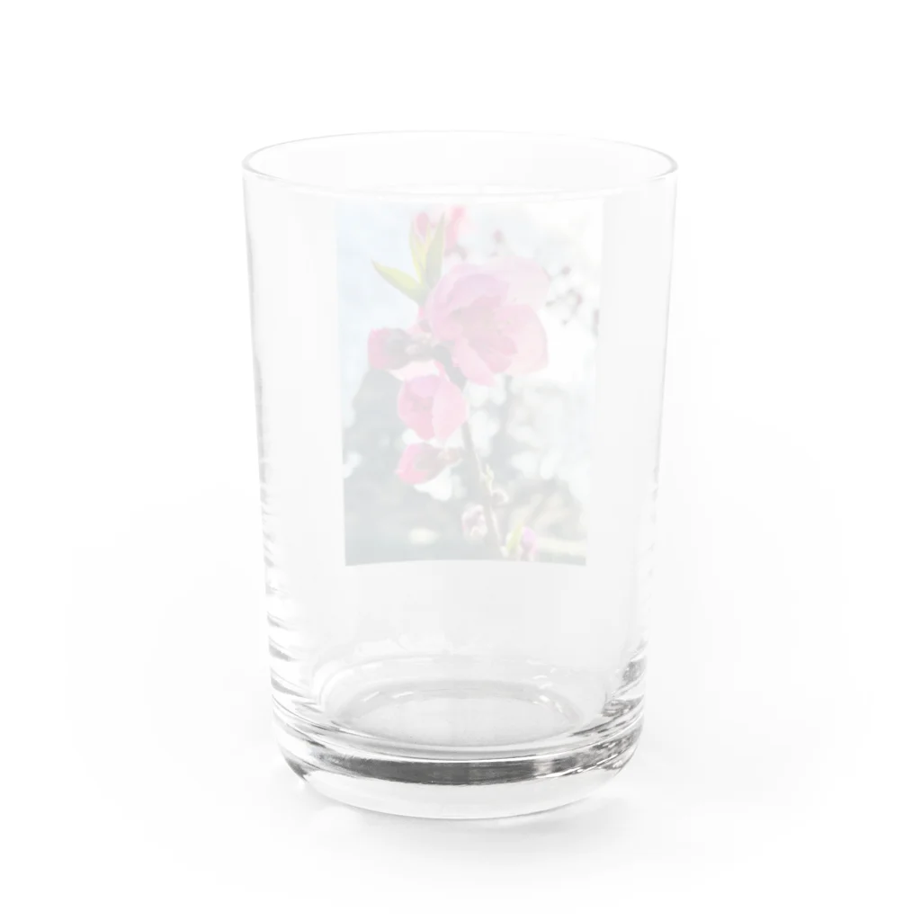 hukuchiyan7611の八重咲の梅 Water Glass :back