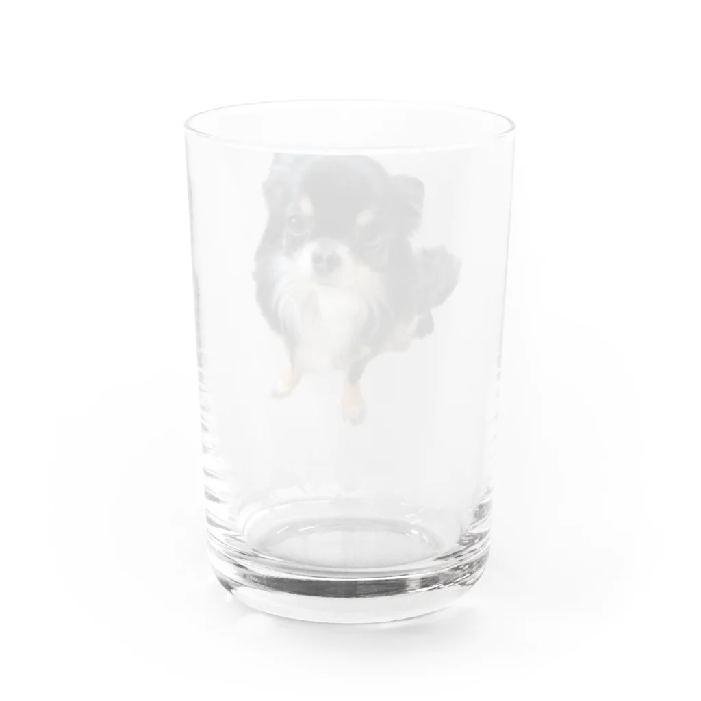 ちわわのりんちゃんのちわわのりんちゃん Water Glass :back