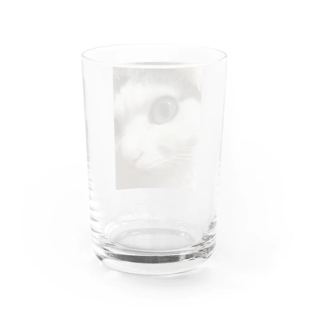 わが家の猫山さん。の猫山さん。はるがきた。 Water Glass :back